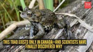This toad exists only in Canada—and scientists have finally discovered why