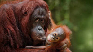 Orangutan Mothers Plan Playdates For Young: Orangutan mothers travel for hours, even skip lunch to arrange ‘jungle playdates’ for their young, new study finds