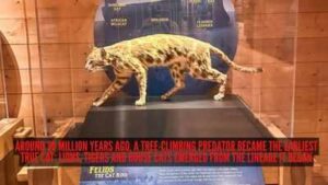 Around 30 million years ago, a tree-climbing predator became the earliest true cat; lions, tigers and house cats emerged from the lineage it began