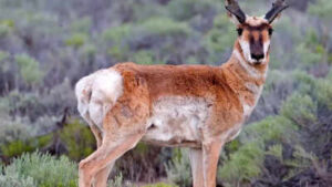 Scientists fitted 75 pronghorns, the fastest land animal in the Americas, with GPS collars in 2024 and the animals have been sending back data ever since, telling a story that is …