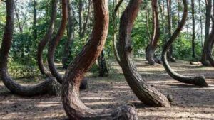 Scientists are racing to solve the mystery of Poland’s 90-year-old Crooked Forest before its bizarre C-shaped pine trees die out forever |