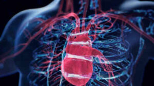 Scientists discover a surprising ‘brain’ hidden inside the heart: Formed by neurons, it controls the heartbeat and protects the organ during stressful situations |
