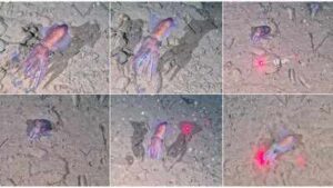 Scientists filmed this rare Arctic squid in the wild for the first time, guarding its eggs in sub-zero water inside the world’s largest national park