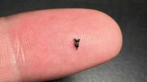 Scientists found ancient teeth smaller than a fingertip; they are rewriting early primate history |