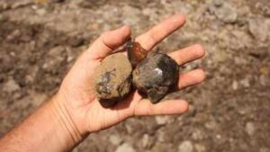 Scientists found South America’s first insect-bearing amber, a 112-million-year-old time capsule from a lost dinosaur-era forest |