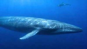 Scientists have finally explained why killer whales struggle to hear blue whales, and the answer may have helped the giants survive for millions of years |