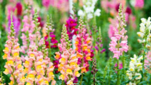 Wild Snapdragons: How wild snapdragons fine-tune their shades to attract bees; even the smallest change decide which genes survive