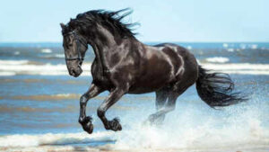 Spanish proverb of the day: ‘Don’t look at the teeth of a gifted horse’ — Value the gesture more than the material quality of what you receive