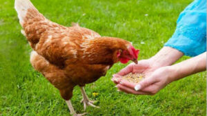 Swedish proverb of the day: ‘Even a blind hen finds a grain sometimes’ — A simple image with a profound lesson about opportunity, persistence, and human nature