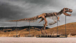 One of the world’s largest T. rex skeletons is heading to auction with a price tag of up to $30 million, and the 67-million-year-old giant could become the next record-breaking dinosaur fossil sale
