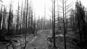 The legend of California’s terrifying Char-Man: How a wildfire gave birth to one of America’s haunting legends | World News