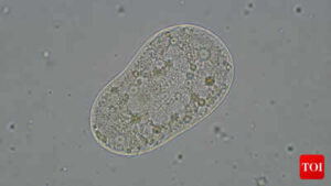 Scientists create ‘life’: All you need to know about the SpudCell – why it matters & where it falls short