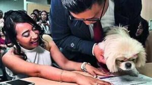 Till death do us bark: ‘Paw-sitive’ start as pets serve as witnesses in Ecuador weddings