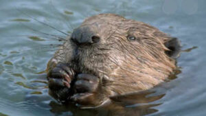West London streets flooded annually with heavy rains: Local council was about to spend millions to fix the problem, then beavers did it for free