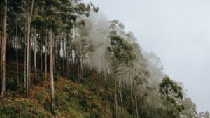 Why eucalyptus trees shed their bark every year and how it helps them survive |