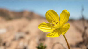 A rare yellow-flowered California plant unseen since 1957 has been rediscovered after 68 years |