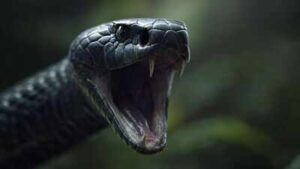 Countries with most black mambas: From South Africa to Kenya, where the deadly snake is found | World News