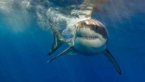 As UK oceans warm up, experts warn great white sharks are ‘already lurking off beaches’ and another toothy predator could follow