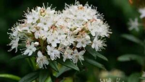 Scientists identify an insect-eating plant that just proved Charles Darwin’s 150-year-old theory right