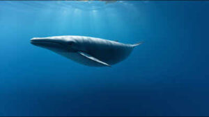 Scientists discover three new stomach bacteria after 21 years of research that may be linked to chronic stomach disease in pygmy sperm whales |