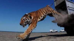 Kazakhstan’s Caspian tiger was declared extinct due to hunting by the military and prey reduction, now the country has released its first tiger in the wild after 70 years
