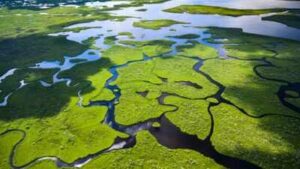 Across America’s three coasts, 84% of wetlands are slowly submerging; only 16% are rising fast enough to keep pace with the sea