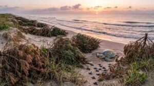 Texas has been using discarded Christmas trees on its beaches for years, and they’re quietly helping sea turtles survive﻿ | World News