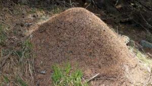 This 6,000 km long underground city stretching from Portugal to Italy is built by the Argentine ants across the coasts of four European countries |
