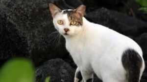 In 1815, cats arrived on Ascension Island; they drove huge seabird colonies away until conservationists launched a cat-eradication mission | World News