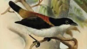 A 9-year-old girl in the Philippines raised money to help one of the world’s rarest birds; the child became an unlikely conservation campaigner | World News