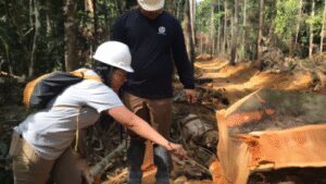 Brazilian scientists sampled 800 trees across 63 Amazon locations; their atomic fingerprinting model can exclude 92% of the forest when tracing suspicious timber