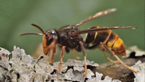 In 2023, America’s first live yellow-legged hornet, a bee-killing predator, was found in Georgia; by 2026, officials had trapped 866 and destroyed 44 nests