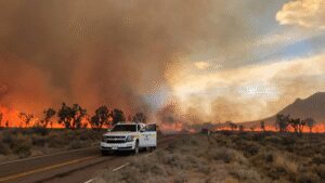 California lost as many as 1.3 million Joshua trees in the 2020 Dome Fire; new software now helps park managers target recovery after wildfires