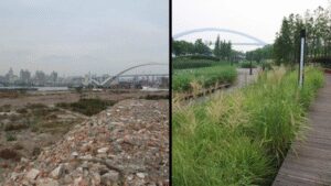 In 2010, Shanghai turned a polluted industrial brownfield into Houtan Park; its wetlands now clean up to 634,000 gallons of river water a day