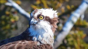 In 2017, conservationists began moving young ospreys from Scotland to Dorset; five years later they bred in southern England for the first time since 1847