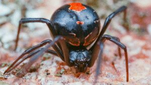Male redback spiders somersault directly towards a female’s fangs during mating; scientists found the bizarre behaviour may come from surprisingly simple genetics