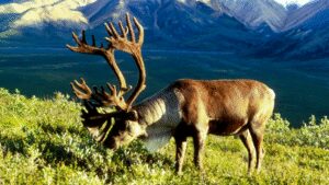 In 1958, the US moved 25 caribou to an Alaska island as emergency food for military personnel; by 2005, their herd had grown to 2,750