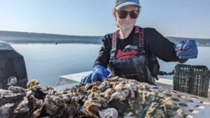 A Maine oyster farm is testing a solar-powered floating conveyor that moves oyster baskets through water and air; one raft is designed for 125,000 oysters a year