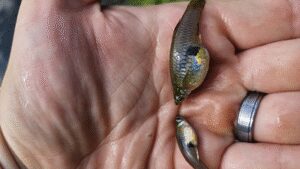 In 1905, Hawaii introduced mosquitofish to control mosquitoes; the tiny fish later became linked to declines of native damselflies and other threatened species