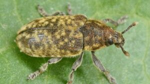 In 1969, the US released a European weevil to control invasive thistles; it later fed on more than 30 native species, including at least seven rare or endangered plants