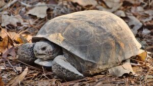 Mississippi landowners restored woodland for gopher tortoises; two decades later the same habitat became a release site for nearly 500 endangered frogs