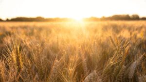In 1961, British scientists stopped farming a 4-hectare barley field and left it alone; 60 years later, it had turned itself into a complex native woodland