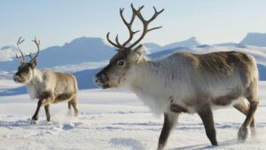 In 1911, Norwegian whalers released 10 reindeer on South Georgia for food and hunting; a century later nearly 7,000 were removed after the herds damaged native vegetation