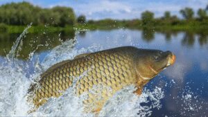 Tasmania spent 28 years removing invasive carp from two lakes; after 49,301 fish were taken out, the state declared carp functionally eradicated and trout began bouncing back