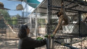 50 years ago, this California sanctuary began saving some of the world’s rarest gibbons, today, their morning songs are a remarkable story of survival