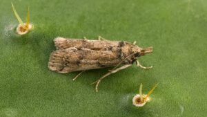 A cactus-eating moth released on Caribbean islands as biological control later reached Florida; since appearing there in 1989 it has spread west to Texas and become a threat to native prickly pears