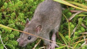 Alaska eradicated rats from a 6,869-acre Aleutian island more than two centuries after they arrived in a shipwreck; within two years some native bird populations had increased 200% or more and missing seabirds began returning