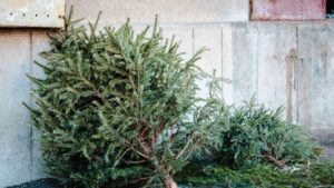 In 2021, Alabama students began placing discarded Christmas trees along Gulf Coast dunes to trap sand; each year about 200 students now add roughly 3,000 native plants around them