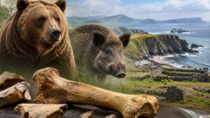 For 30 years, the “Kerry cow” bones were seen as proof of early farming in Ireland; scientists now say they belonged to a bear and wild boar