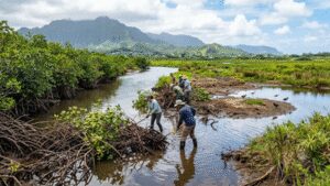 More than 100 years ago, red mangroves were introduced to Hawaii; now crews are trying to eradicate them from nearly 2 miles of waterways to restore wetlands and protect endangered birds